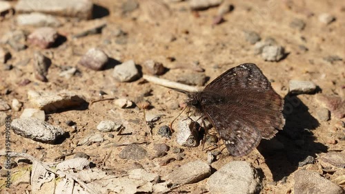 Close up of a duskywing butterfly (Erynnis) drinking from moist soil in hard lighting photo