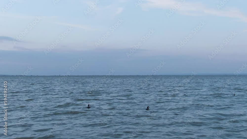 Aerial shot of a Great Crested Grebe family swimming on a big lake, windy day Aerial shot of a Great Crested Grebe family swimming on a big lake, windy day