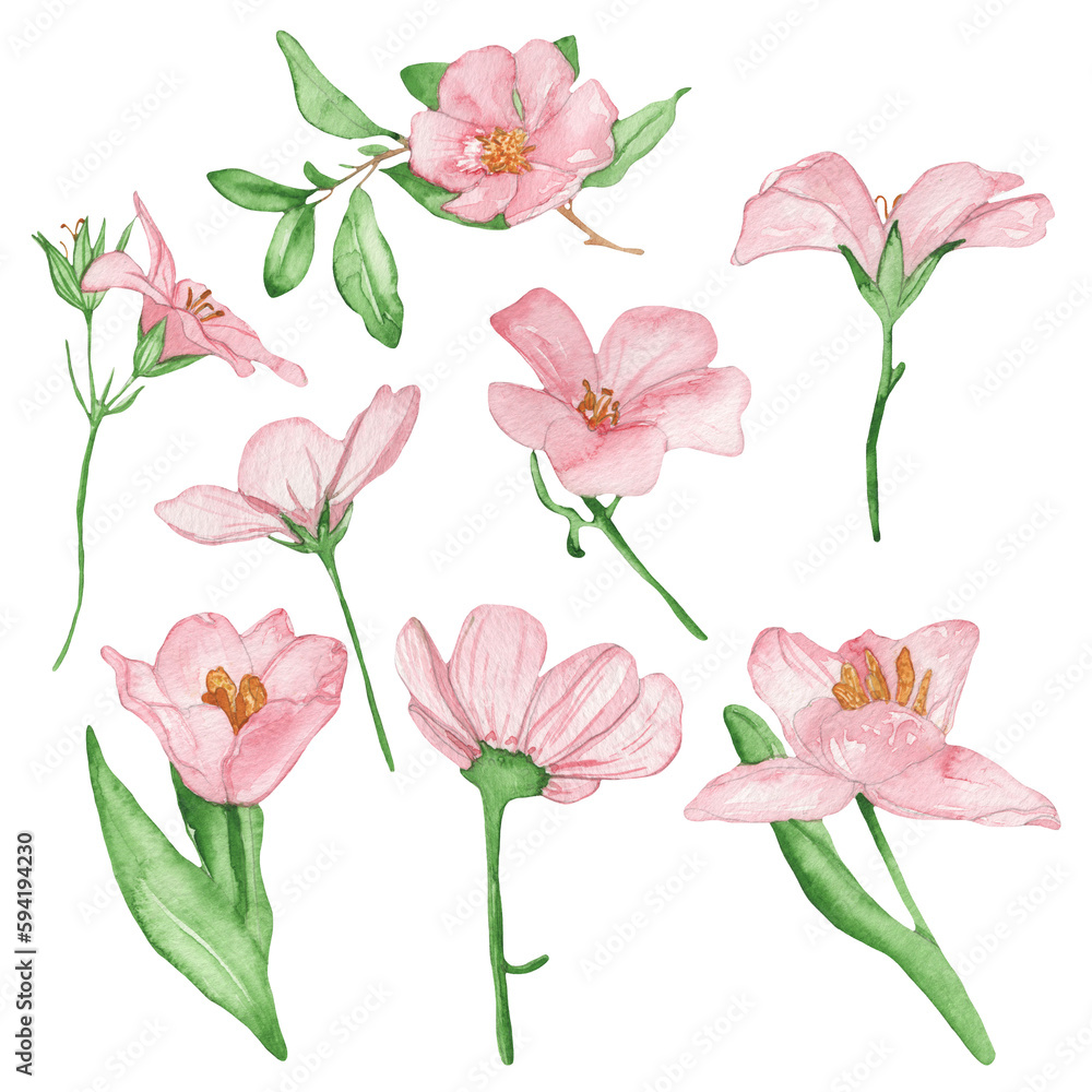 Rose wild flowers set. Watercolor hand-drawn painting illustration isolated on white background.