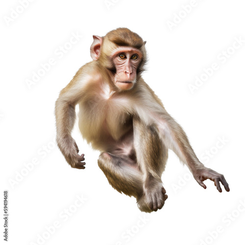 Portrait of a jumping Barbary Macaque - Endangered Primate Species. Generative AI