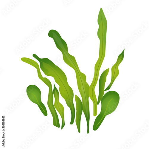 Marine, oceanic, green kelp algae, close-up, isolated, on a transparent and white background. Nautical, vector illustration, image. Element, icon for design decoration. Print for printing on t-shirts.