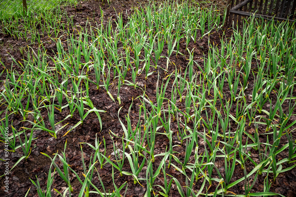 Early garlic plants on a ground in spring close up. organically cultivated garlic plantation in the vegetable garden. Small sapling of garlic. Garlic Plants on a Ground. Early garlic plants on a ground in spring close up. organically cultivated garlic plantation in the vegetable garden. Small sapling of garlic. Garlic Plants on a Ground.