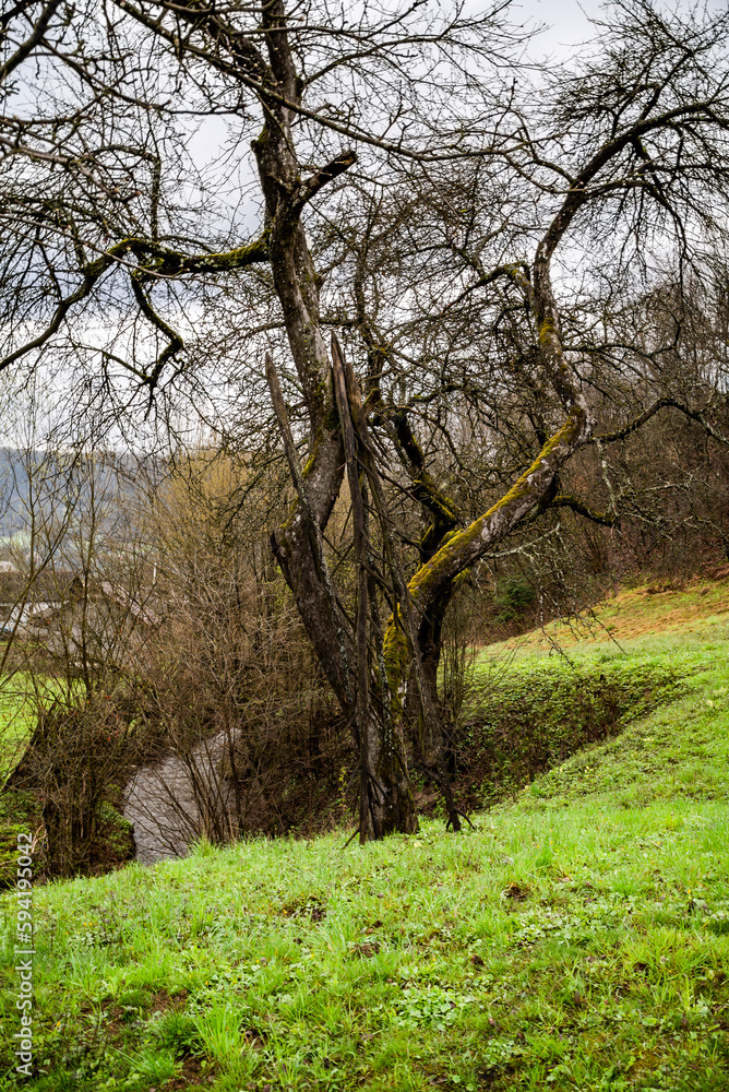 green hills with bare trees in early spring.