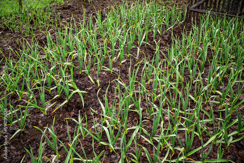  Early garlic plants on a ground in spring close up. organically cultivated garlic plantation in the vegetable garden. Small sapling of garlic. Garlic Plants on a Ground.