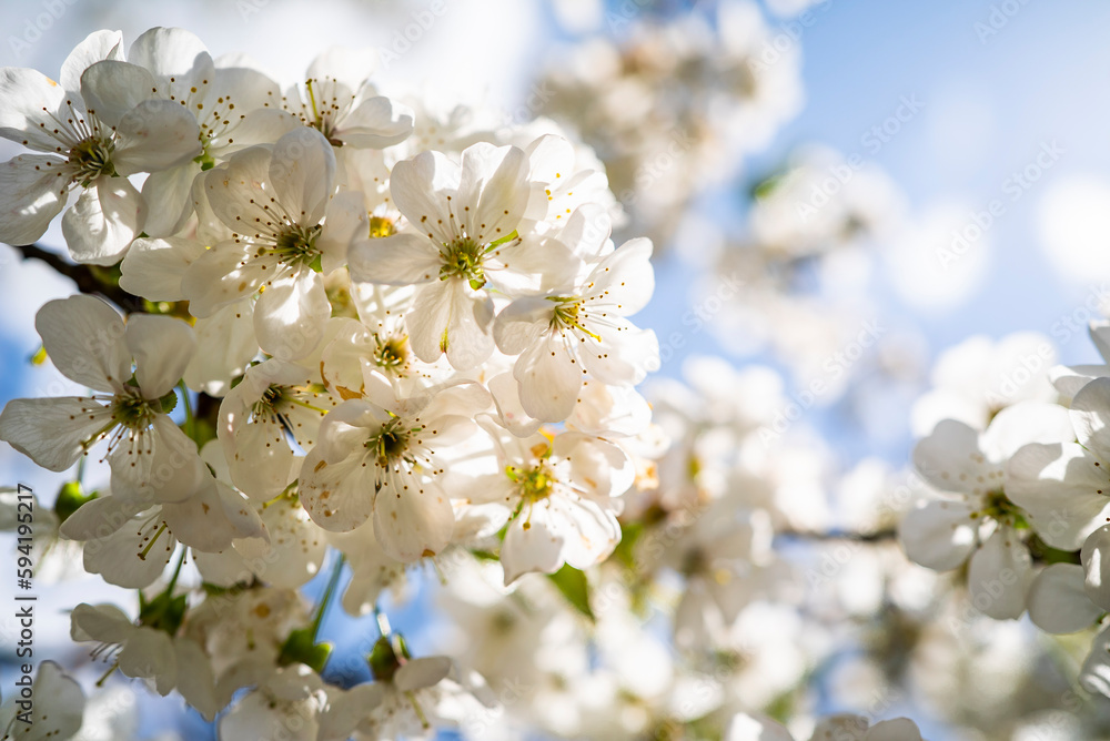 cherry blossom with white small flowers on a tree.