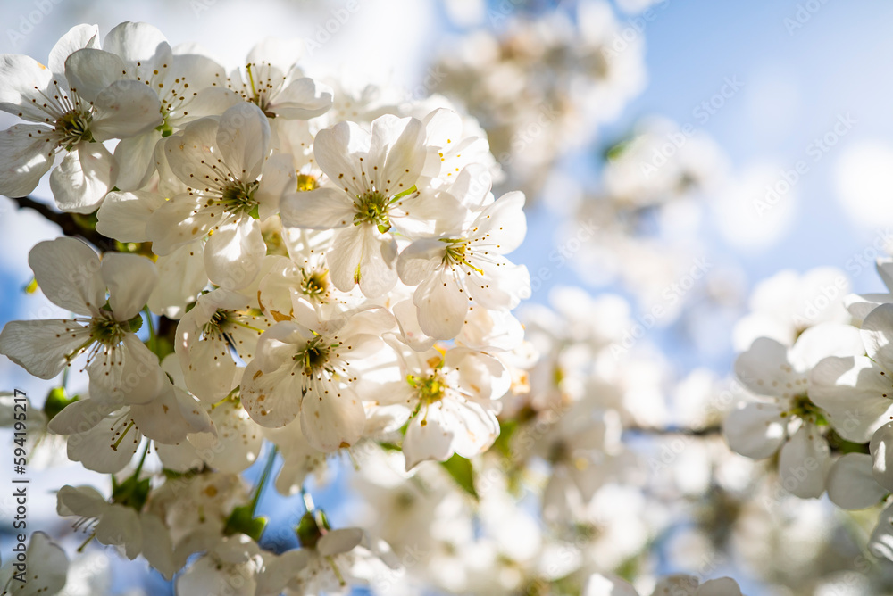 cherry blossom with white small flowers on a tree. cherry blossom with white small flowers on a tree.