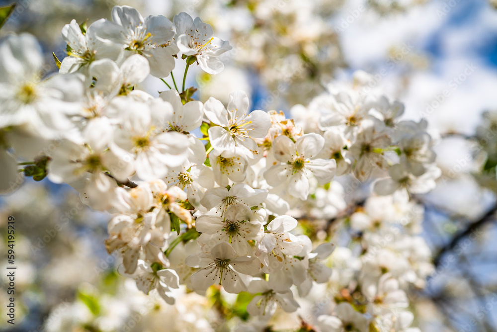 cherry blossom with white small flowers on a tree. cherry blossom with white small flowers on a tree.