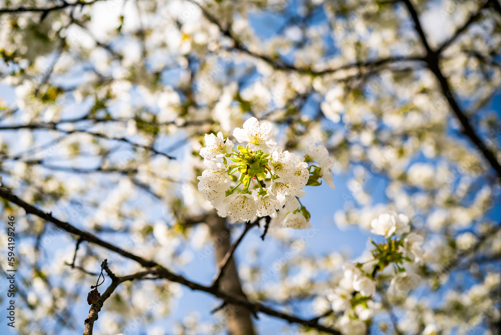 cherry blossom with white small flowers on a tree.