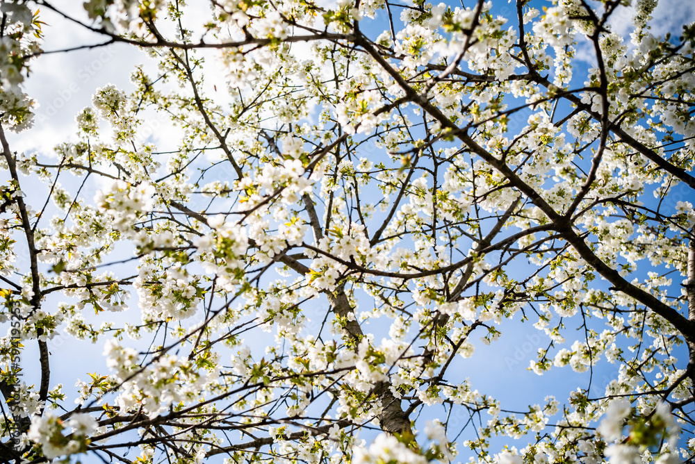 cherry blossom with white small flowers on a tree. cherry blossom with white small flowers on a tree.