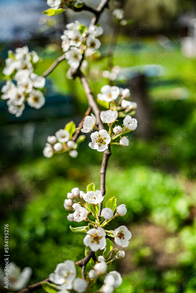 flowering trees in the garden in early spring. flowering trees in the garden in early spring.