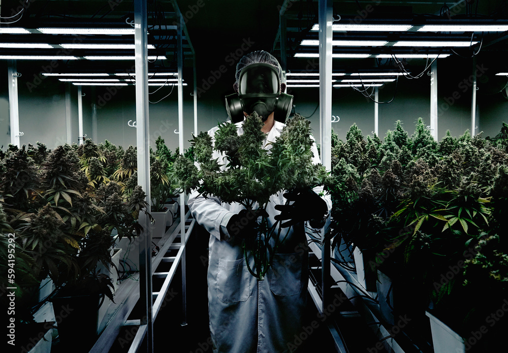 Scientist wearing a poisonous mask holding a cannabis flower and