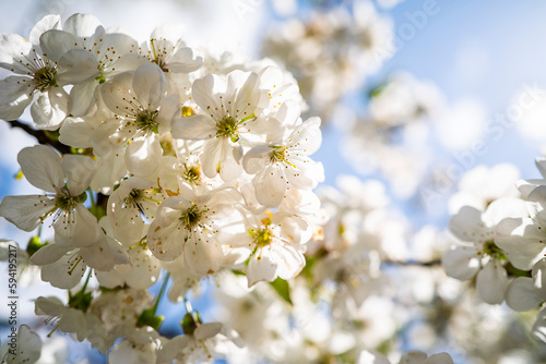 cherry blossom with white small flowers on a tree. © robertuzhbt89