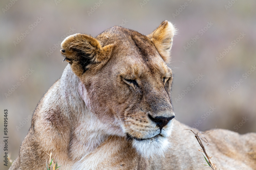 Wild lioness in the Serengeti National Park in the heart of Africa Wild lioness in the Serengeti National Park in the heart of Africa