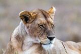 Wild lioness in the Serengeti National Park in the heart of Africa