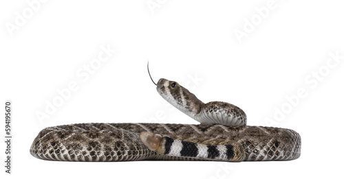 Side view of young Daimondback rattlesnake aka Crotalus atrox snake. Isolated on white background. Selective focus on tail end.