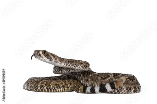 Side view of young Daimondback rattlesnake aka Crotalus atrox snake. Isolated on white background. Both head and rattle in focus. photo