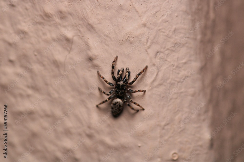 little jumping spider macro photo little jumping spider macro photo
