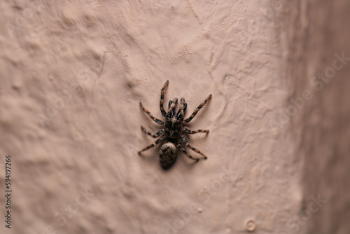 little jumping spider macro photo © Recep