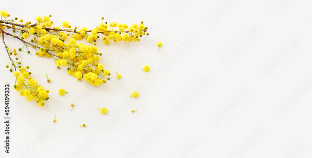 Top view image of spring yellow mimosa flowers composition over white background Top view image of spring yellow mimosa flowers composition over white background