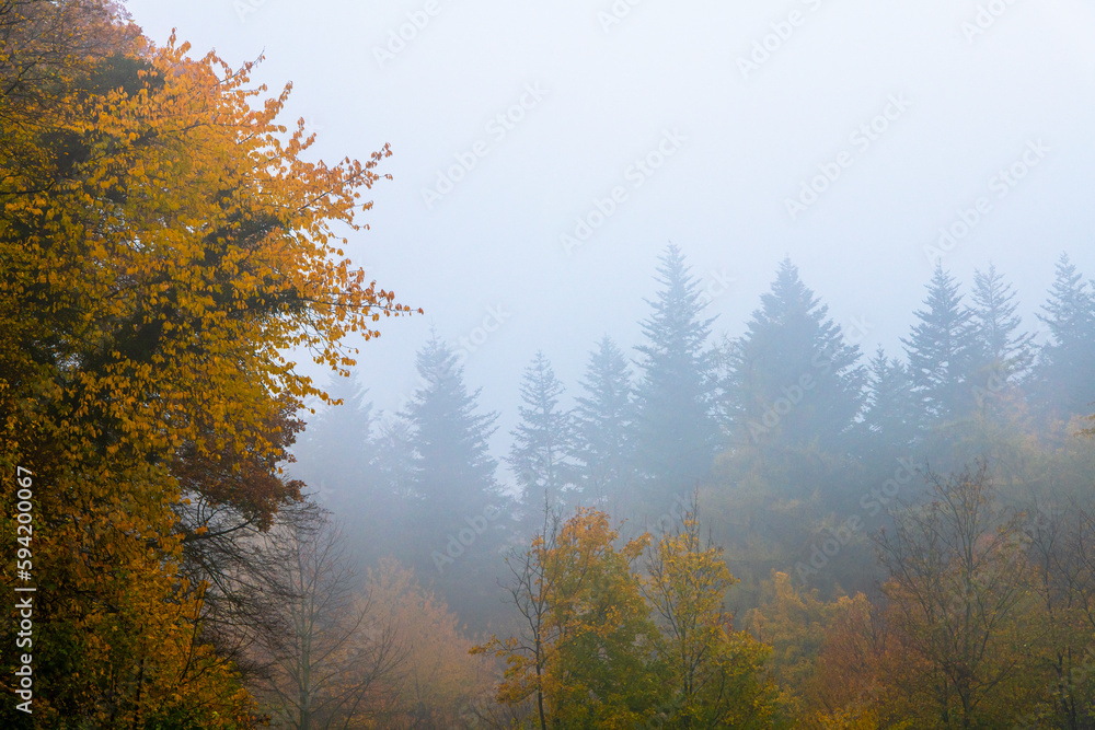 mystische stimmungsvolle Ansicht auf Bäume im Nebel