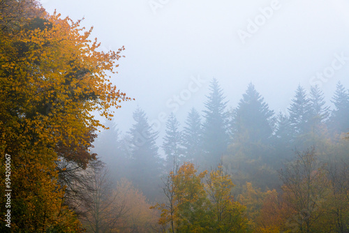 mystische stimmungsvolle Ansicht auf Bäume im Nebel