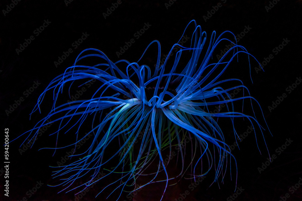 blau leuchtende Anemone mit vielen Armen vor schwarzem Hintergrund blau leuchtende Anemone mit vielen Armen vor schwarzem Hintergrund