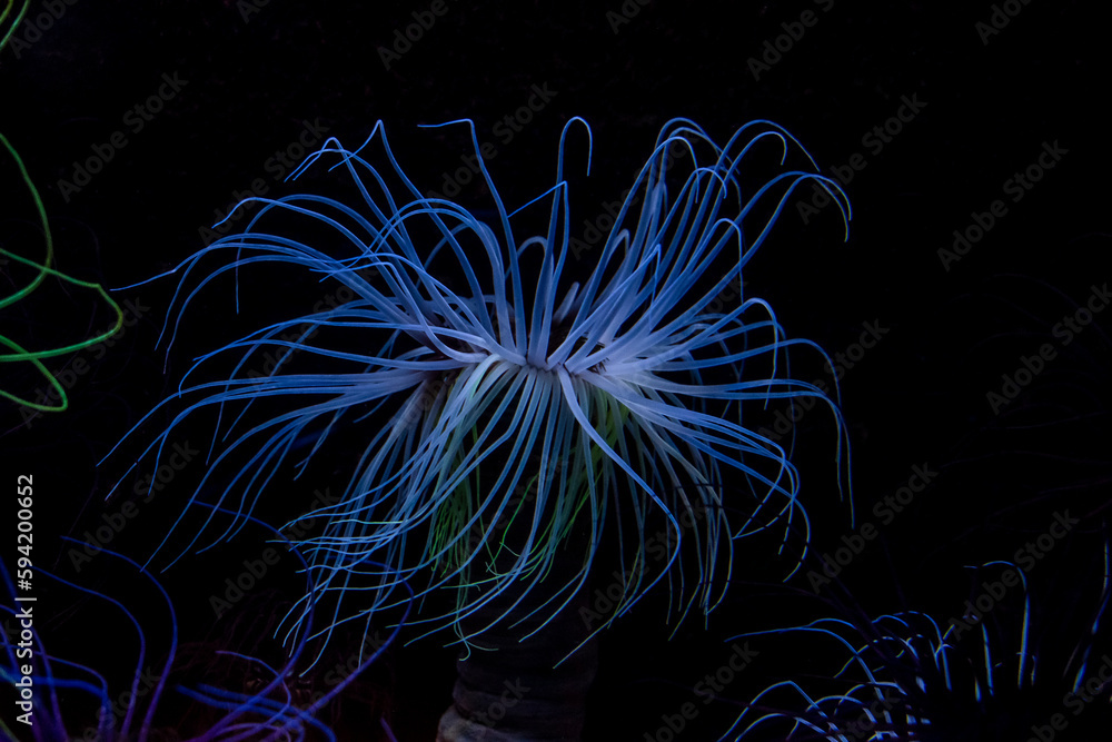 Obraz premium blau leuchtende Anemone mit vielen Armen vor schwarzem Hintergrund