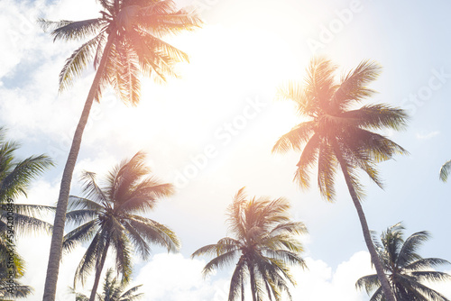 Tropical palm coconut trees on sunset sky flare