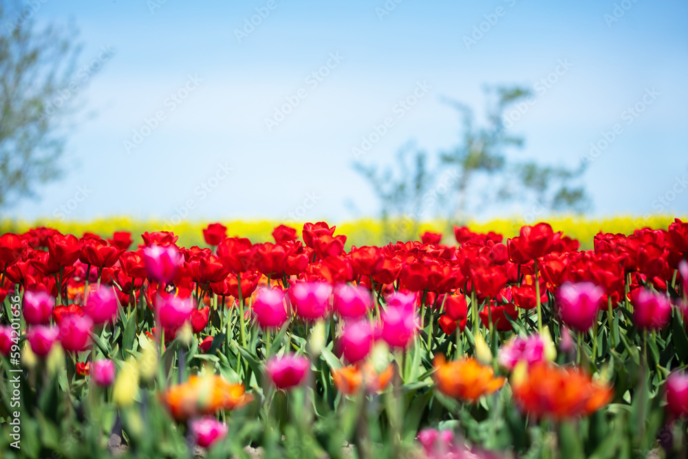 Tulip flowers field in spring blue sky