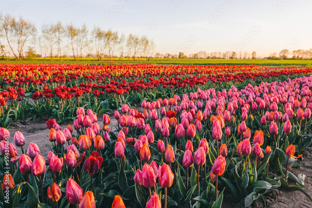 Tulip flowers field farm in spring landscape at sunset Tulip flowers field farm in spring landscape at sunset
