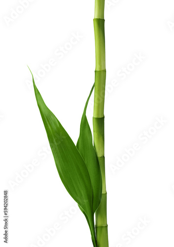 Fototapeta Naklejka Na Ścianę i Meble -  Branches of bamboo isolated on transparent background. Bamboo shoots with bamboo leaves for design.