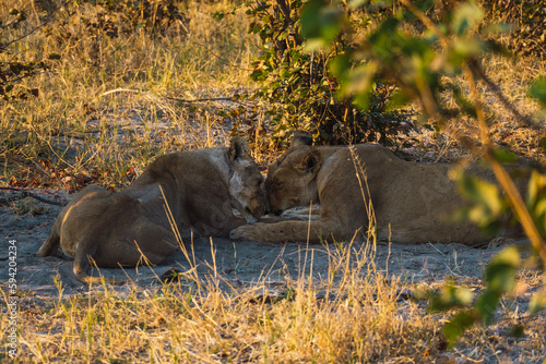Photography lion in the grass