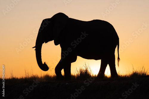 elephant at sunset © Pau