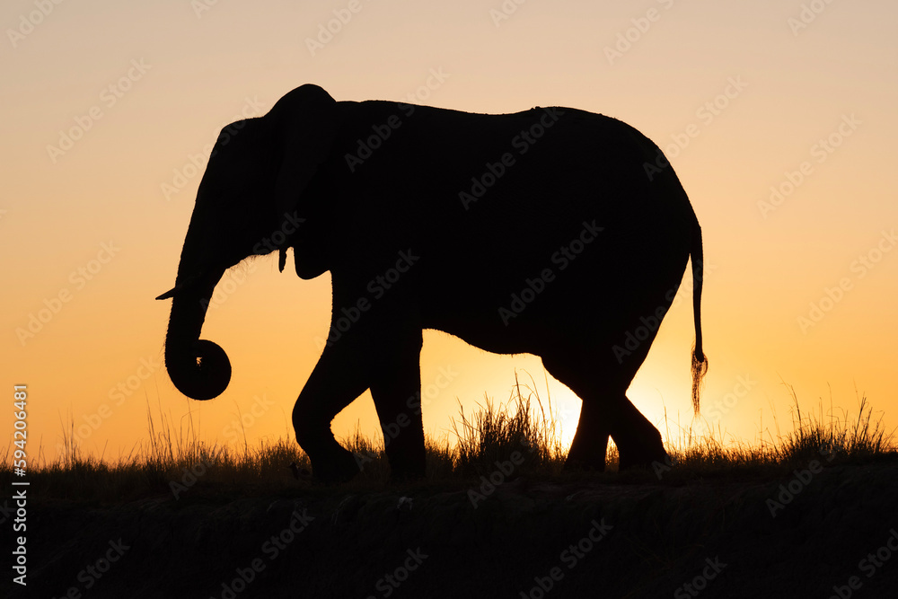 Naklejka premium elephant in sunset