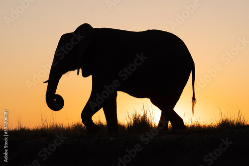 elephant in sunset