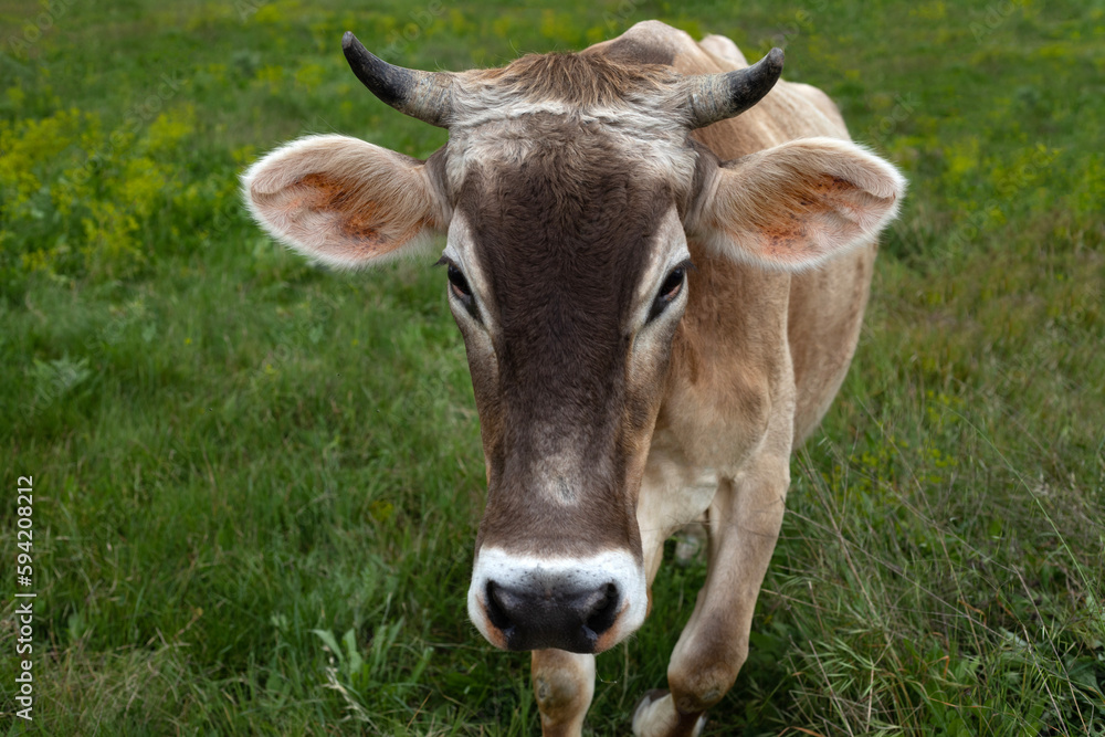 cow farm animal at livestock