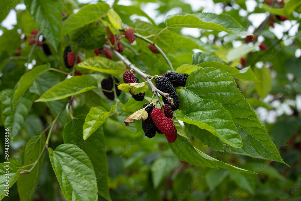 mulberry growing at farming garden mulberry growing at farming garden