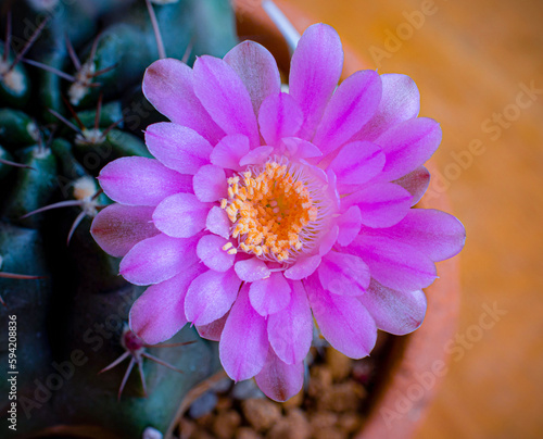 Baldianum cactus Scientific...