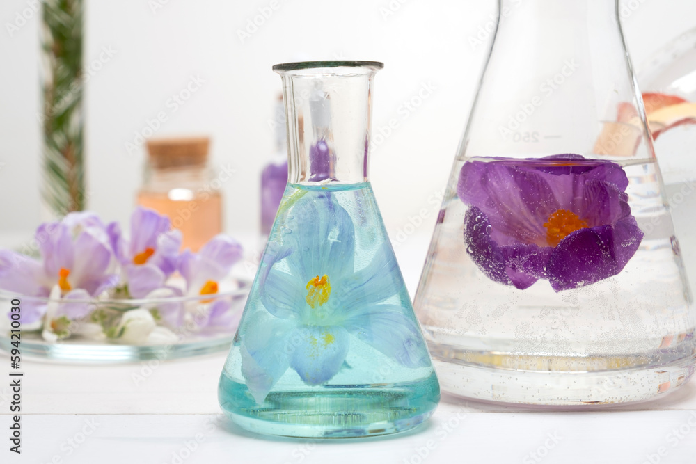 Preparation of perfumes from natural ingredients, aromatherapy. Fresh flowers in chemical flasks and test tubes
