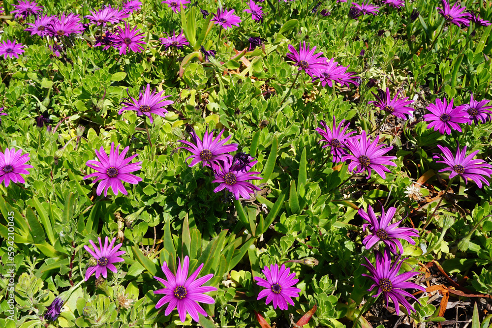 Fototapeta premium Green grass with small purple flowers 