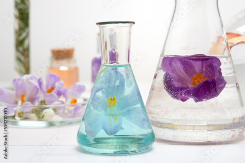 Preparation of perfumes from natural ingredients  aromatherapy. Fresh flowers in chemical flasks and test tubes