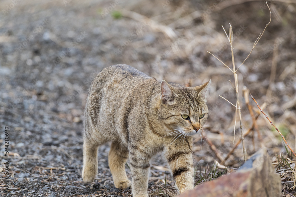 European Shorthair cat in the nature European Shorthair cat in the nature