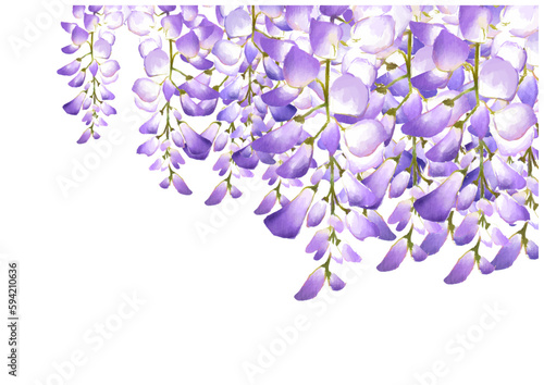  	藤の花