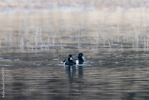 pair of Common Goldeneye ducks swims on lake