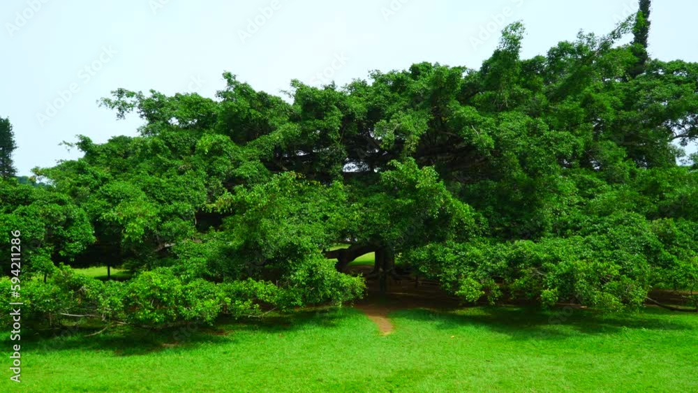 Wide green tree on a lawn Wide green tree on a lawn