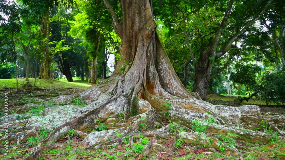 Huge roots of an old tree on the surface of the earth Huge roots of an old tree on the surface of the earth