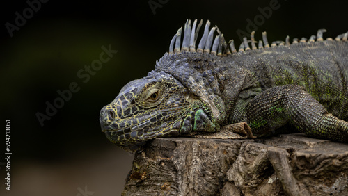 iguana on tree © Taras