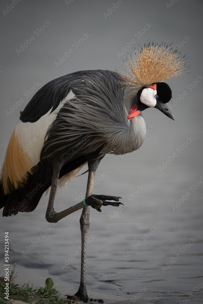 Fototapeta premium A close up image of a Grey Crowned Crane in Al Qudra Lakes in the desert of Dubai