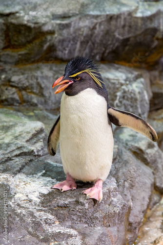 Southern rockhopper penguin, Eudyptes chrysocome, the smallest crested penguin and a vulnerable species in the wild. photo
