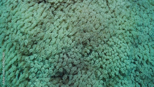 Close-up, Colonies of Flowerpot coral or Anemone coral (Goniopora columna), Slow motion. Coral polyps feed by filtering on plankton. Natural background of coral polyps. photo